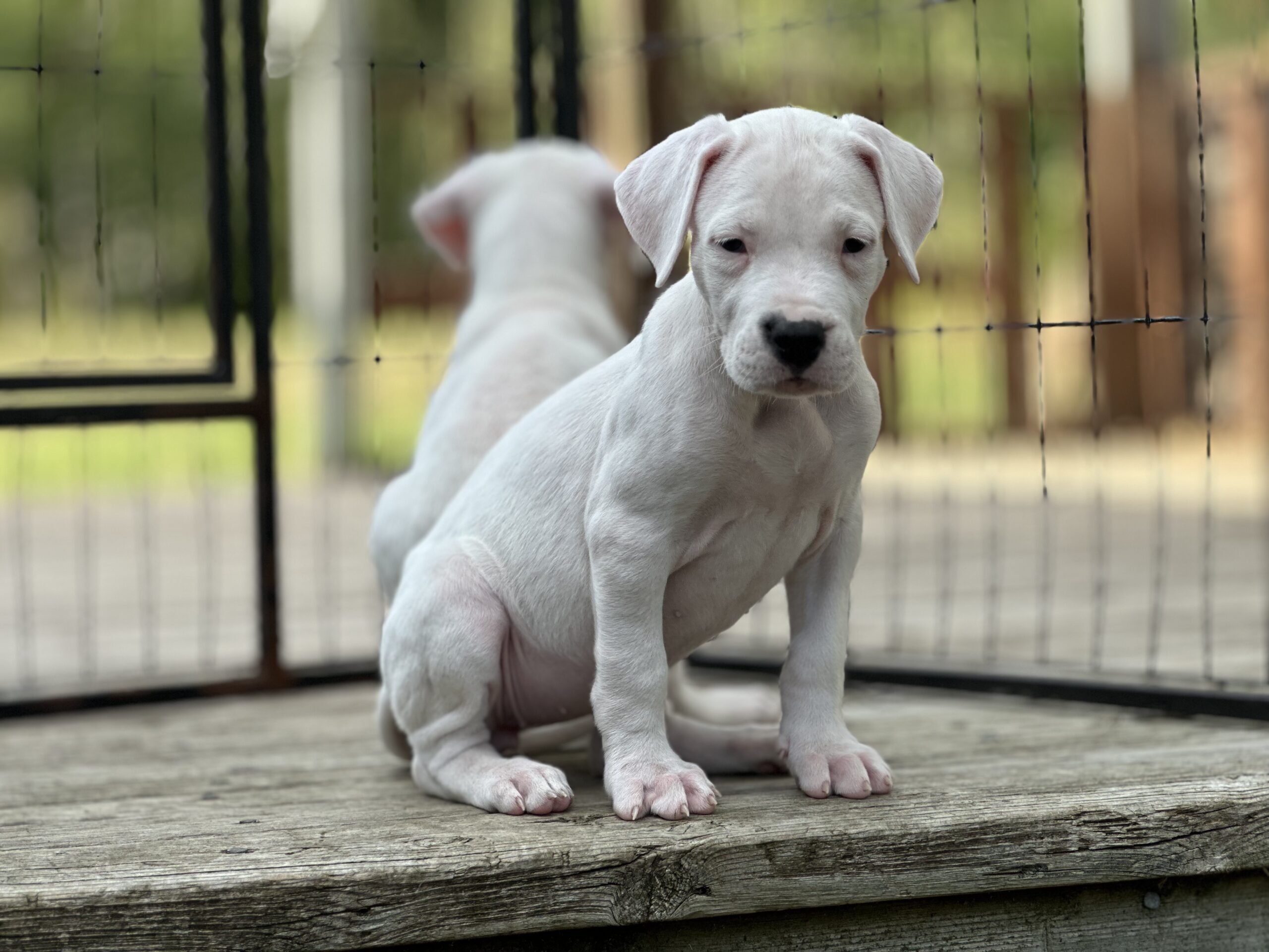 Dogo Argentino Puppy | E.C. Benevolo Kennels | Home of the Dogo Argentino