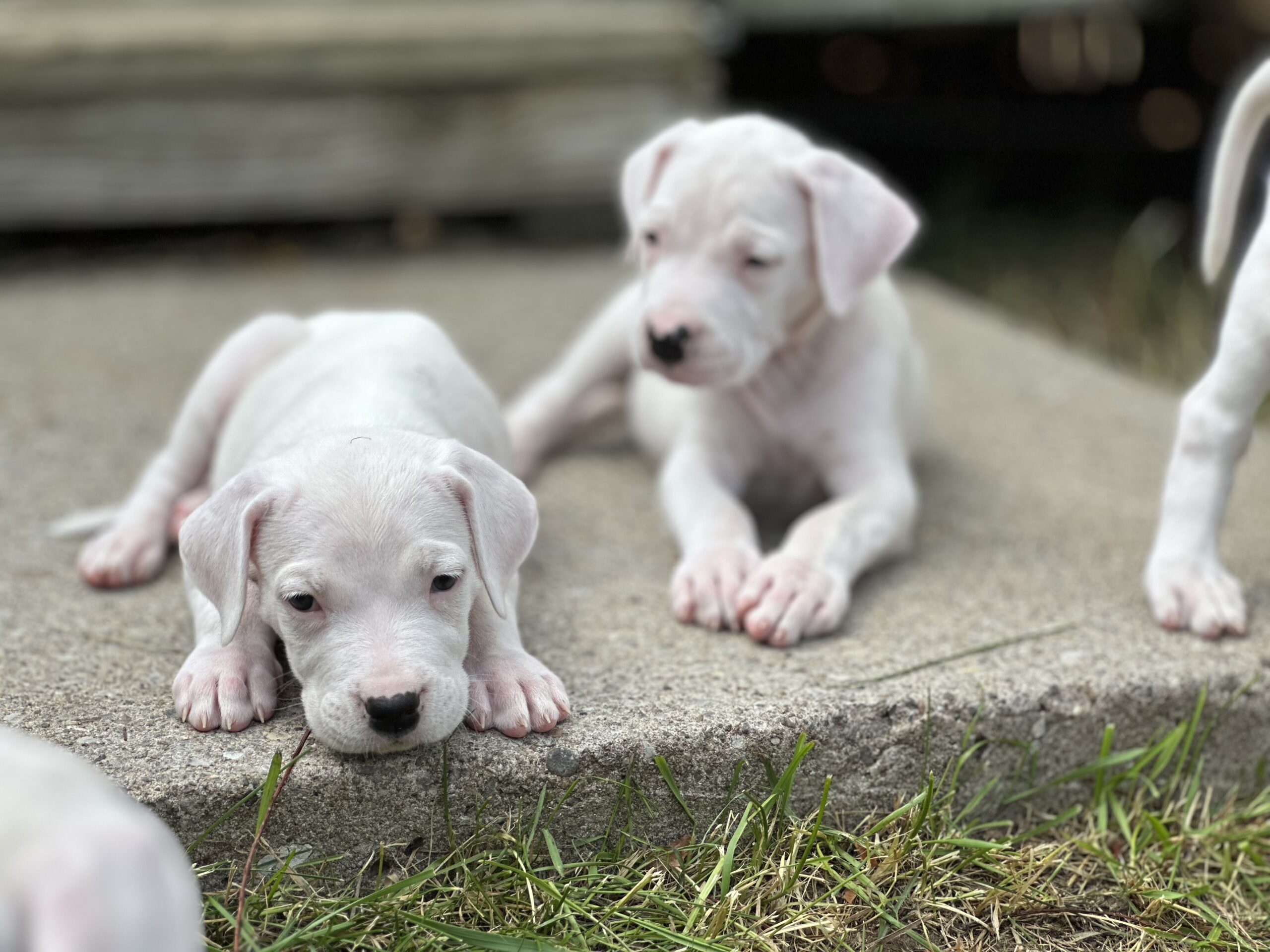 Dogo Argentino Puppy | E.C. Benevolo Kennels | Home of the Dogo Argentino